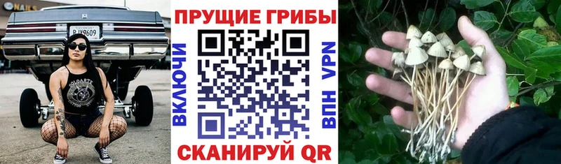 Купить закладки  Сертолово  Псилоцибиновые грибы Psilocybe 